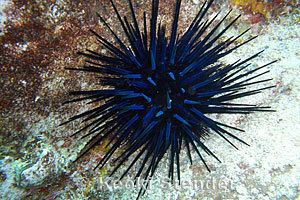 Echinothrix diadema Blueblack Urchin Echinothrix diadema