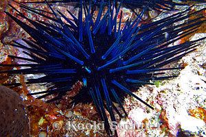 Echinothrix diadema Blueblack Urchin Echinothrix diadema