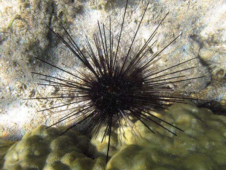 Echinothrix diadema FileEchinothrix diademajpg Wikimedia Commons