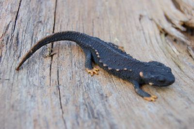 Echinotriton Echinotriton pics Caudataorg Newt and Salamander Forum