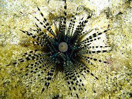 Echinozoa httpsuploadwikimediaorgwikipediacommonsthu