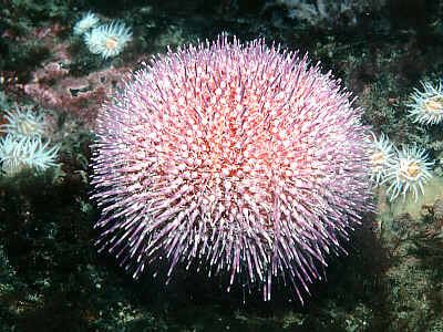 Echinus esculentus Echinus esculentus Marine Life Encyclopedia