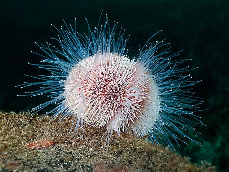 Echinus esculentus British Marine Life Common Sea Urchin or Echinus esculentus