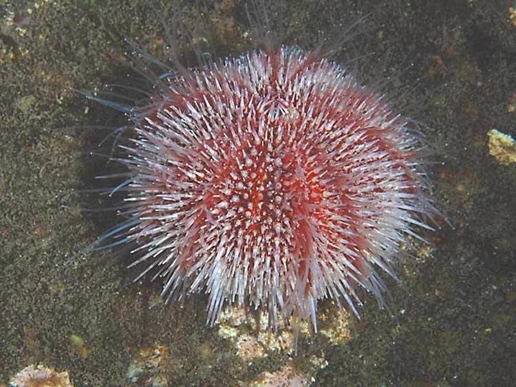 Echinus esculentus MarLIN The Marine Life Information Network Edible sea urchin