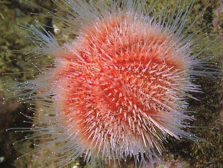 Echinus esculentus MarLIN The Marine Life Information Network Edible sea urchin