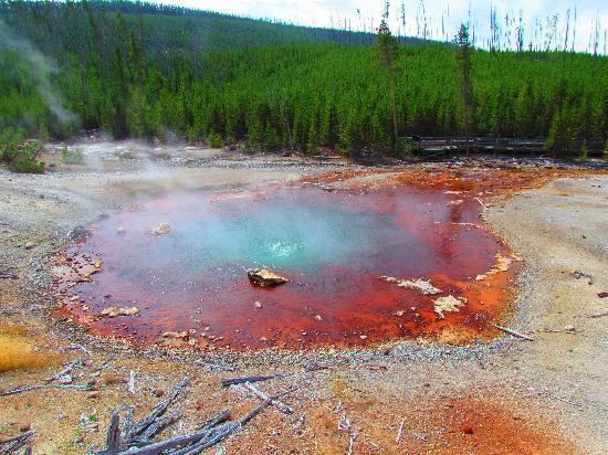 Echinus Geyser Echinus Geyser Back Basin Norris Geyser Basin Picture of Norris