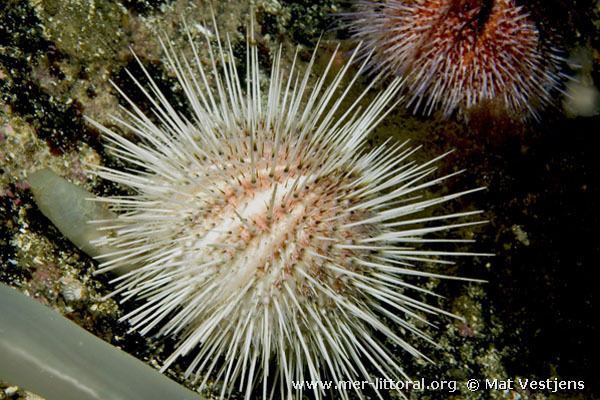 Echinus (sea urchin) European Marine Life Echinus acutus White sea urchin