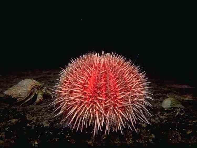 Echinus (sea urchin) MarLIN The Marine Life Information Network Edible sea urchin