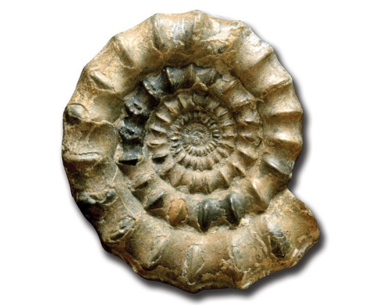 Echioceras FossilCollectionscouk