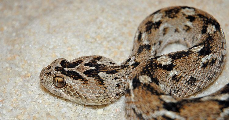 Echis CalPhotos Echis carinatus Sawscaled Viper