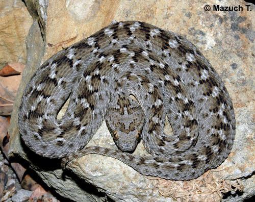 Echis pyramidum PhotogalleryVipers of the genus Echis