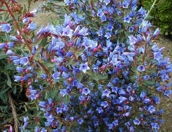 Echium gentianoides True bluequot Echium gentianoides
