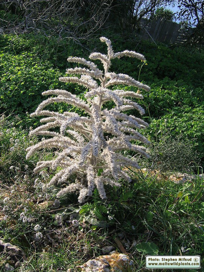 Echium italicum Wild Plants of Malta amp Gozo Plant Echium italicum Pale Bugloss