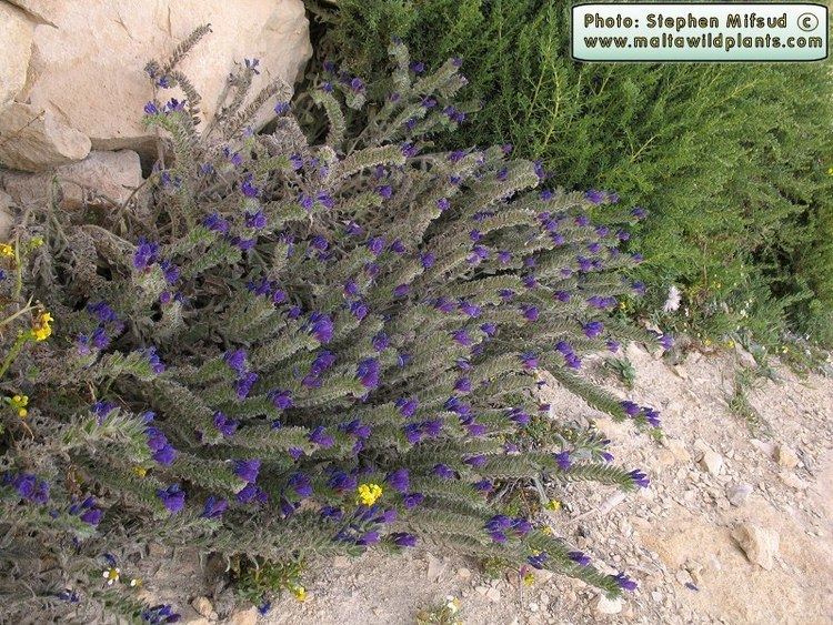 Echium sabulicola Wild Plants of Malta amp Gozo Plant Echium sabulicola Sand Viper39s