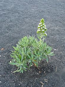 Echium vulcanorum httpsuploadwikimediaorgwikipediacommonsthu