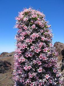 Echium wildpretii subsp. trichosiphon httpsuploadwikimediaorgwikipediacommonsthu
