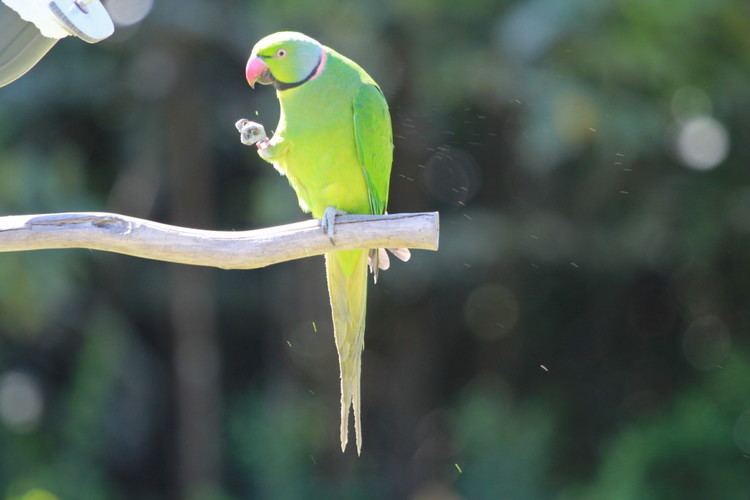 Echo parakeet Conservation Of Mauritius39 Echo Parakeet A Species Saved From