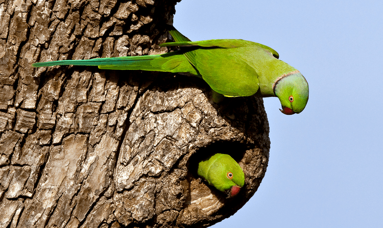 Echo parakeet How the Green Echo Parakeet was saved from extinction MK blog