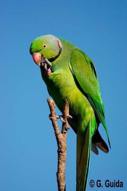 Echo parakeet Welcome to the Mauritian Wildlife Foundation MWF In The Field
