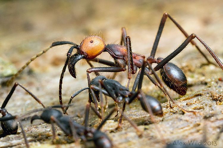 Eciton burchellii Army Ants of Darkness Eciton burchellii parvispinum