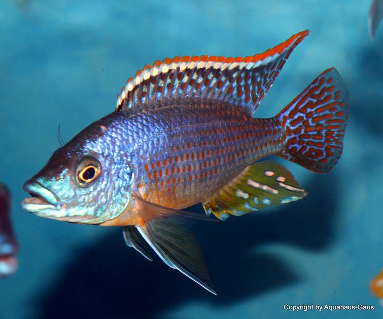 Eclectochromis Malawi Cichliden Online KaufenFischversand per Nachtexpress