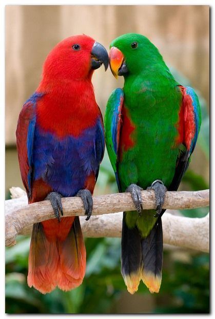 Eclectus parrot 1000 images about Eclectus Parrots on Pinterest Feathers