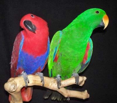 Eclectus parrot Eclectus Parrot Eclectus roratus information and pictures of pet