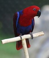 Eclectus parrot httpsuploadwikimediaorgwikipediacommonsthu