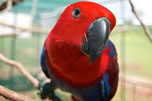 Eclectus parrot About Eclectus Parrots Information and Advice From a Respected