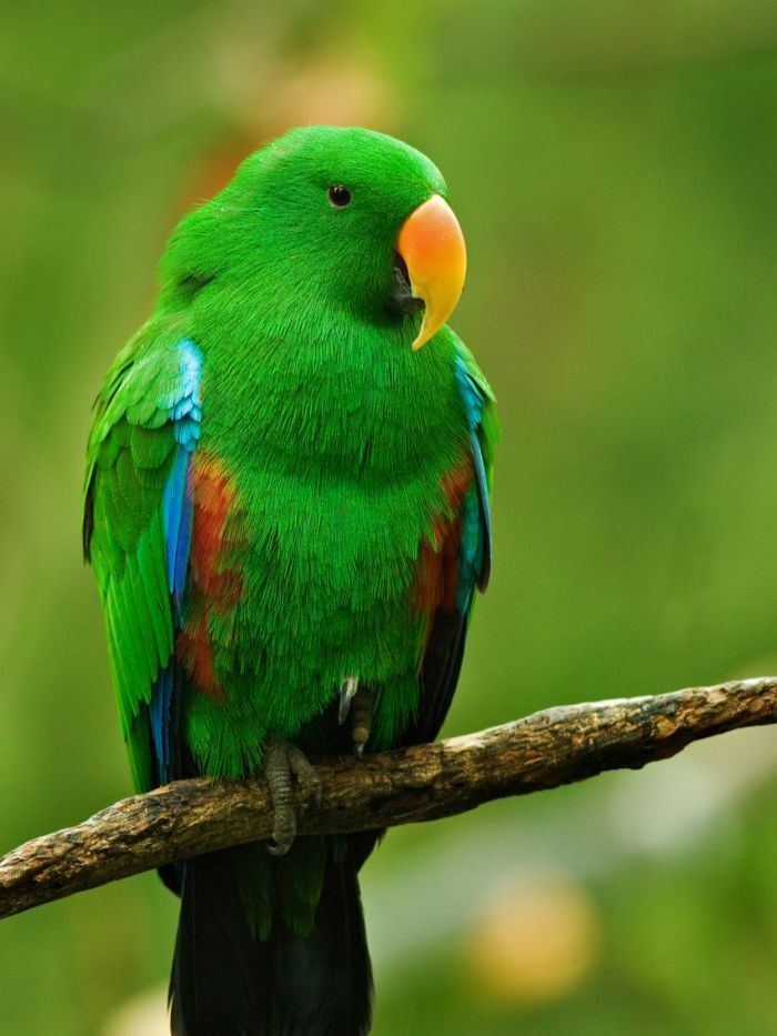 Eclectus parrot parrot