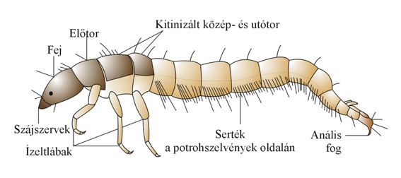 Ecnomidae Ecnomidae