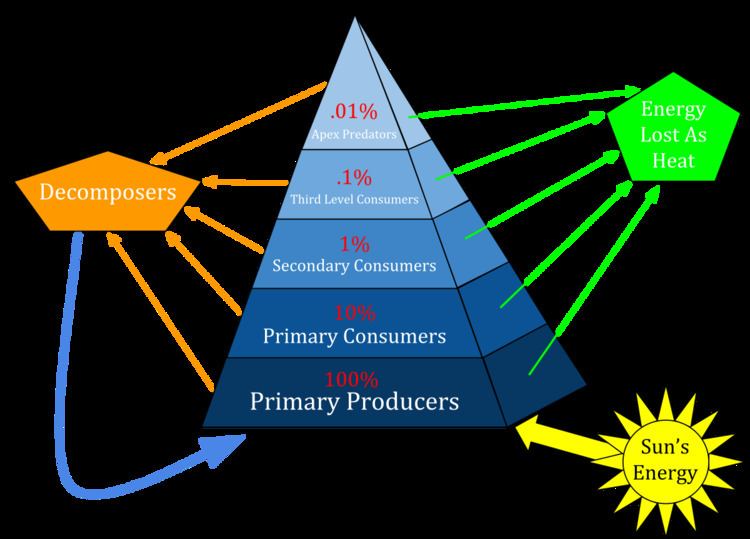 What Does An Ecological Pyramid Show