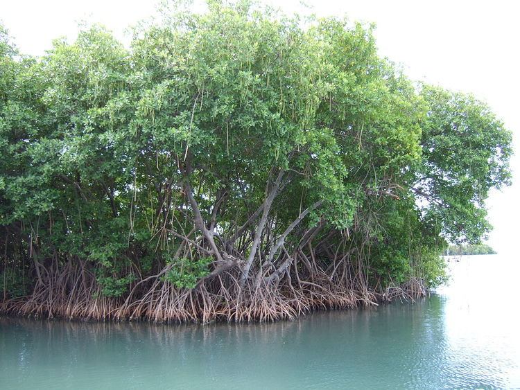 Ecological values of mangroves