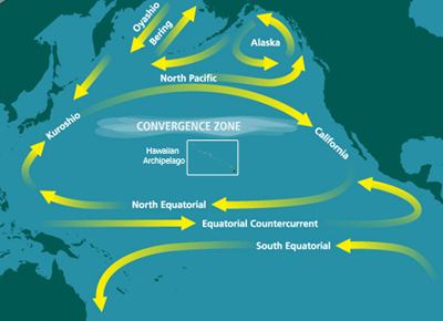 Ecosystem of the North Pacific Subtropical Gyre