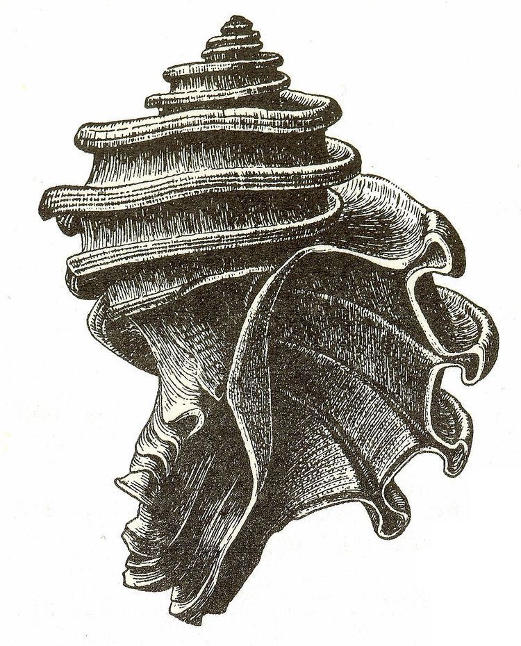 Ecphora (genus)