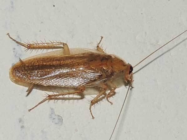 Ectobiidae Kitchen Cockroach in Kenya