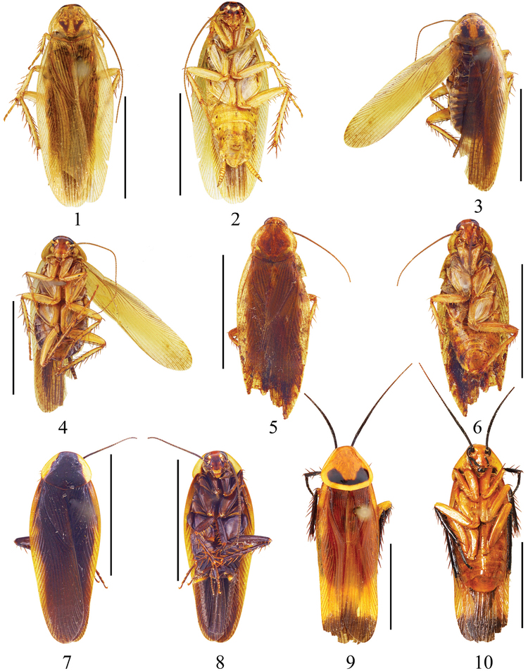 Ectobiidae Three new species of cockroach genus Symploce Hebard 1916