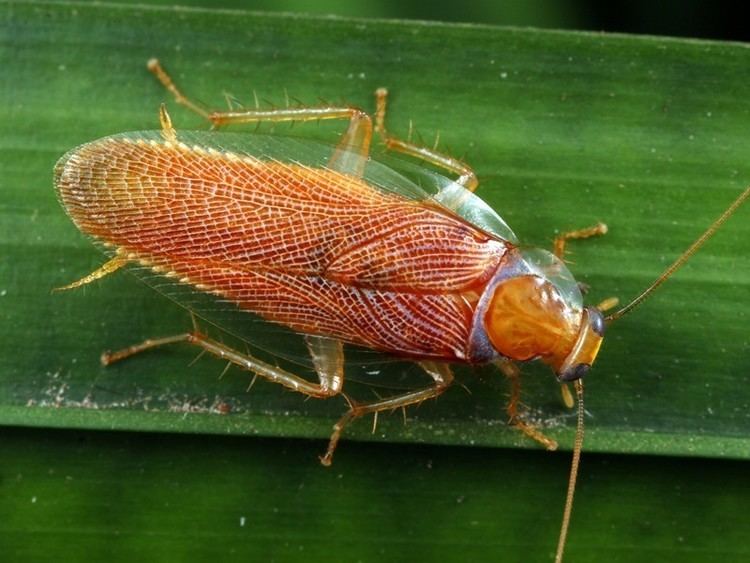 Ectobiidae Cockroaches