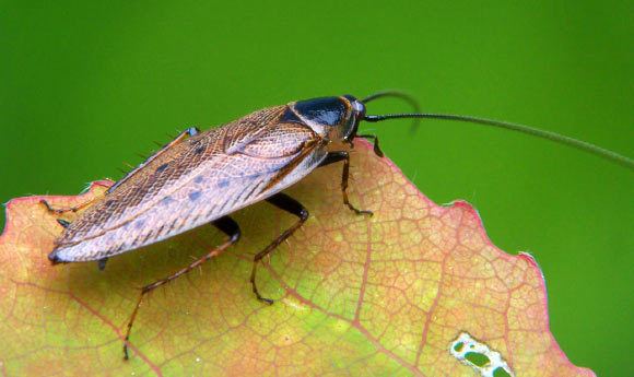 Ectobius Eurasian Ectobius Cockroaches May Have Originated in North America