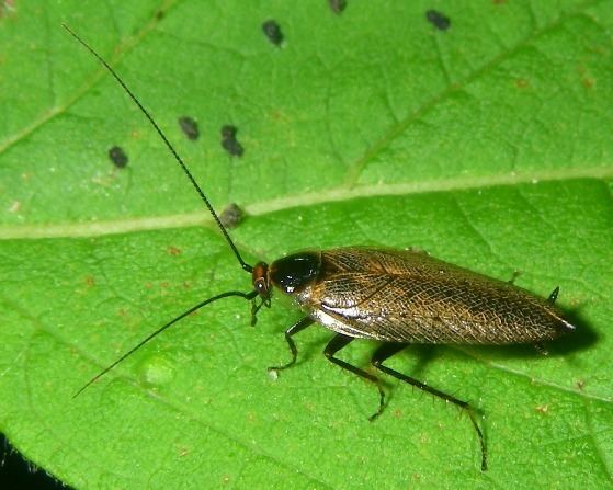 Ectobius Tawny Cockroach Ectobius lapponicus Ectobius lapponicus