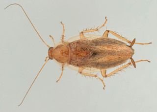 Ectobius Ectobius pallidus Tawny Cockroach Discover Life