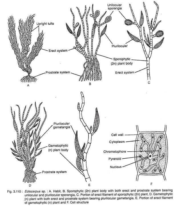 Ectocarpus Ectocarpus Occurrence Features and Reproduction