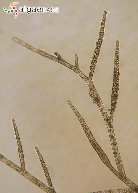 Ectocarpus siliculosus Ectocarpus siliculosus Dillwyn Lyngbye Algaebase