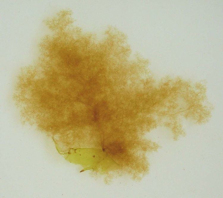 Ectocarpus siliculosus Ectocarpus siliculosus Brown alga Conferva siliculosa