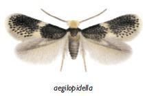 Ectoedemia aegilopidella