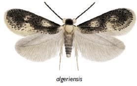 Ectoedemia algeriensis