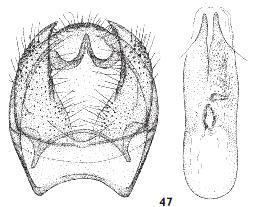 Ectoedemia phaeolepis