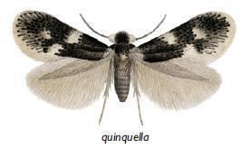 Ectoedemia quinquella