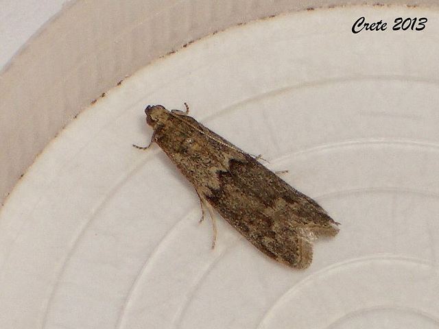 Ectomyelois ceratoniae ipernity C012 Ectomyelois ceratoniae Locust Bean Moth by Tony James