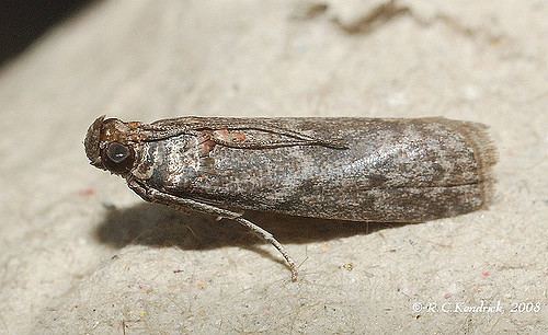 Ectomyelois ceratoniae PYR Ectomyelois ceratoniae Carob Moth Insecta Lepidopte Flickr